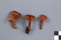 Lactarius camphoratus image